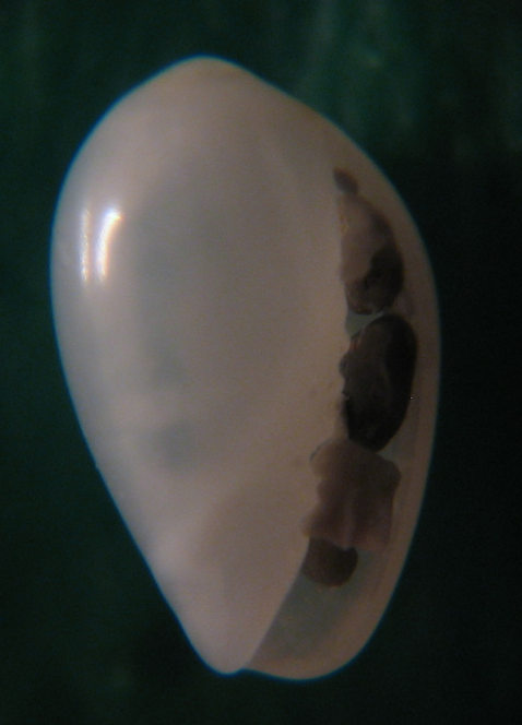 Gibberula sp02, secondo dubbio